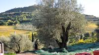 Tuscan Olive Oil Seminar