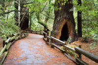 San Francisco savoir plus: excusion à Muir Woods et DANS LES vignobles