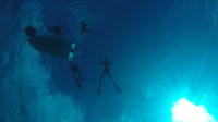 Freediving Fun Dive in Cozumel from Playa del Carmen