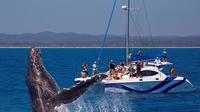 Hervey Bay Whale Watching Cruise by Catamaran