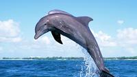 Full-Day Dolphin Watching Cruise in Mauritius