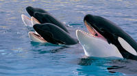 Tour zum Nationalpark Teide und Loro Parque-Ticket Tour zum Nationalpark Teide und Loro Parque-Ticket