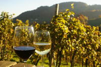 Private Tour: Austrian Wine Tasting in a Traditional Augustinerkeller 