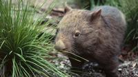 Private Tour: Nocturnal Australian Wildlife Tour from Daylesford image 1 Private Tour: Nocturnal Australian Wildlife Tour from Daylesford image 1