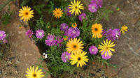 3-Day Wild Flowers Guided Tour from Cape Town