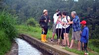 Private Jatiluwih Paddy Fields and Rainforest Trekking with Local Farmers in Bali