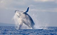 Samaná Whale-Watching Cruise and Tropical Island Visit