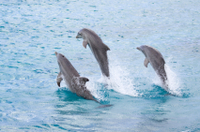 Visite D'une demi-Journée de l'île aux dauphins au départ de Punta Cana