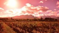 Full-Day Private Winelands Tour from Cape Town