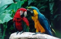 Excursão e bilhete para o Parque das Aves das Cataratas do Iguaçu