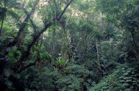 Excursão ecológica pela Floresta da Tijuca e pelo Jardim Botânico do Rio de Janeiro