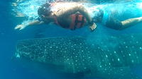 Swim with Whale Sharks in Cancun