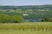 Finger Lakes Day Trip Vignobles
