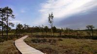 Bog Walk in Pärnu County