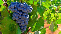 Imagen Recorrido vinícola por Valencia con cata de vinos y almuerzo