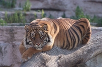Eintrittskarte für den Zoo Barcelona Eintrittskarte für den Zoo Barcelona