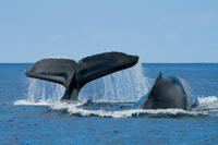 Croisière et observation des baleines au large de San Diego