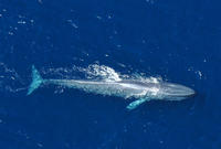 San Diego Blue Whale Watching Cruise