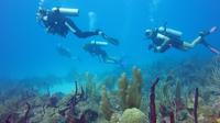 1-Hour Certified Dive in Punta Cana