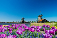 Amsterdam: excursion d'Une demi-journée aux moulins à vent de Zaanse Schans, à Marken et Volendam