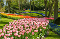 Billet coupe-file: excursion Dans les jardins de Keukenhof et visite d'Une ferme de tulipes au départ d'Amsterdam