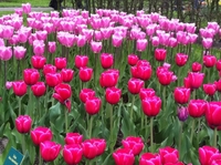 Excursion en bord de mer à Amsterdam: Jardins de Keukenhof et visite des champs de tulipes