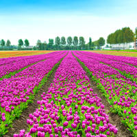 Privétransfer naar de Keukenhof met entreetickets Privétransfer naar de Keukenhof met entreetickets