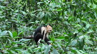 Damas Island Mangrove Boat Tour from Jaco