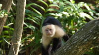 Damas Island Mangrove Boat Tour From Manuel Antonio