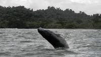 Whale Watching Tour from Quepos