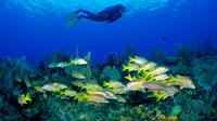 No Certification Required Guided Scuba Diving Tour