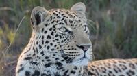 Big Cat Sanctuary and Wine Tasting Day Tour from Cape Town