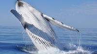 Boat Based Whale Watching Tour from Cape Town