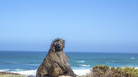 Cape Point Peninsula: Private Day Tour from Cape Town