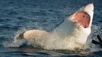 Full-Day Great White Shark Cage Diving de Cape Town