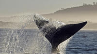  Full-Day Guided Tour Whale Watching on a Boat from Cape Town