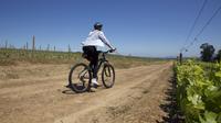 Full-Day Private Cycling Tour Through Vineyards including Picnic from Cape Town