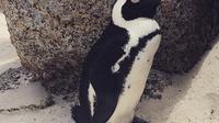 Full-Day Private Tour of Kalk Bay, Simons Town and Boulders Penguin Colony from Cape Town