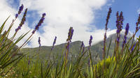 Kirstenbosch to Groot Constantia and Hout Bay: Day Tour from Cape Town