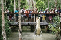 Tour d'Une demi-journée à Crocodile Adventure Hartley