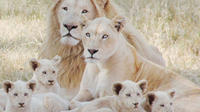 Lion Park Tour from Johannesburg