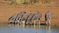 Pilanesberg Day Tour de Johannesburg