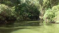 Cypress Swamp Kayak Adventure