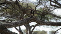 6-Day Camping Safari: Lac Manyara, Serengeti, et le parc national de Tarangire d'Arusha