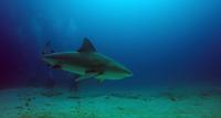 Bull Shark Plongée à Playa del Carmen