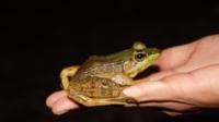 Night Tour at Cerro Coronel Biological Reserve