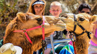 Camel Ride and Animal Sanctuary Tour in Los Cabos