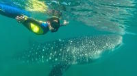 Swimming with Whale Sharks and Todos Santos Tour