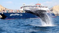 Whale Watching Brunch Cruise in Los Cabos