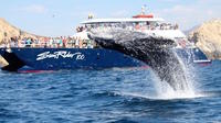 Whale Watching Dinner Cruise in Los Cabos